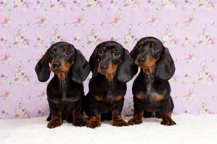 Dachshund puppies 3 bij Engel Pups